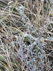 Artemisia santonicum