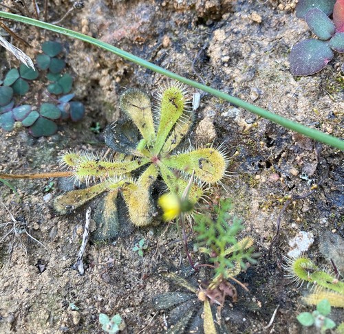 Image of Drosera pauciflora by (c) Justin Ponder, some rights reserved (CC BY)