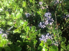 Ceanothus gloriosus