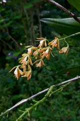 Epidendrum martinezii