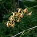 Epidendrum martinezii - Photo (c) MISA CUEVAS, algunos derechos reservados (CC BY-NC), subido por MISA CUEVAS