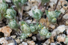 Stylocline gnaphaloides