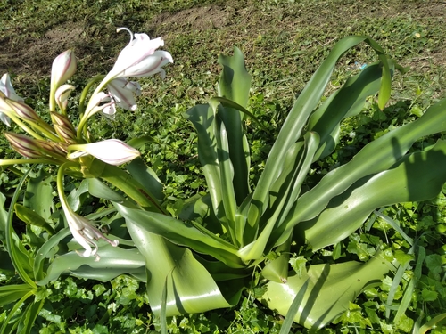 Image of Crinum macowanii by (c) Rosemary Harrison, some rights reserved (CC BY-SA)