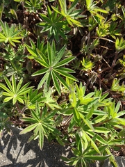 Lupinus polyphyllus