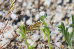 Pectocarya penicillata