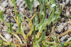 Pectocarya penicillata