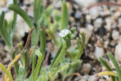 Pectocarya penicillata