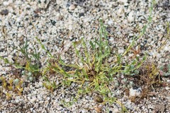 Pectocarya penicillata