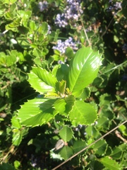 Ceanothus gloriosus