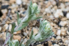 Stylocline gnaphaloides