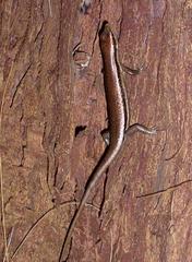 Trachylepis sechellensis