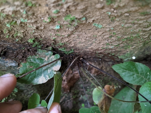 Tectaria simonsii (Tectaria simonsii)