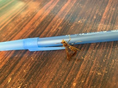 Polistes