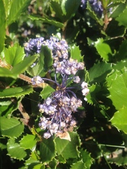 Ceanothus gloriosus