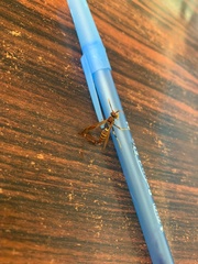 Polistes