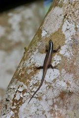 Dasia vittata