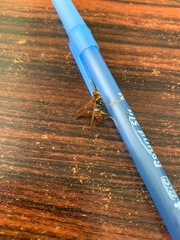 Polistes