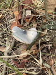 Entoloma indigoferum