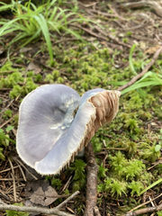 Entoloma indigoferum
