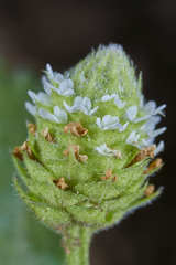 Lippia dulcis