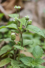 Lippia dulcis