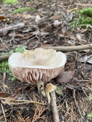 Entoloma indigoferum