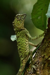 Gonocephalus bornensis