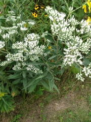 Eupatorium altissimum