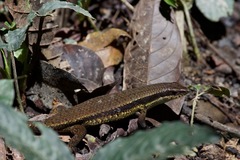 Eutropis rudis