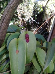 Pleurothallis cardiothallis