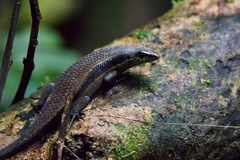 Eutropis rudis