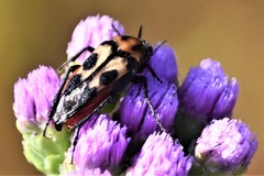 Macrosiagon octomaculata