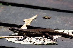 Eutropis rudis