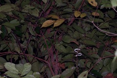 Tropidolaemus subannulatus