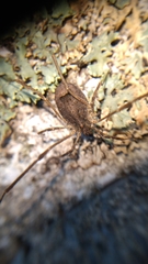 Lacinius horridus