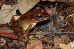 Limnonectes leporinus