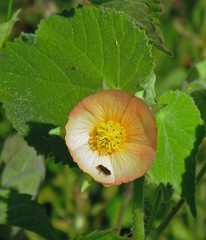 Callianthe pauciflora