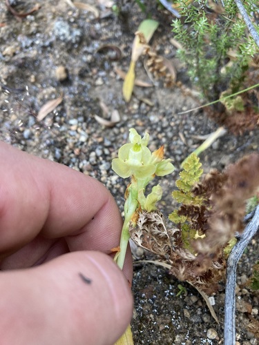 Image of Pterygodium afrum by (c) Justin Ponder, some rights reserved (CC BY)