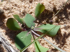 Gymnodiscus capillaris