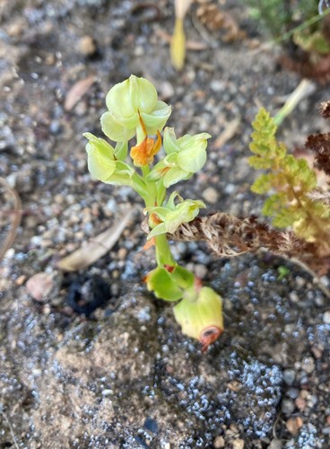 Image of Pterygodium afrum by (c) Justin Ponder, some rights reserved (CC BY)