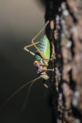 Lluciapomaresius asturiensis