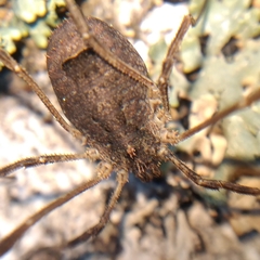 Lacinius horridus