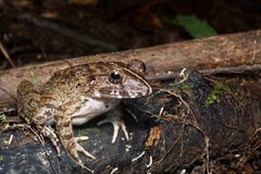 Limnonectes malesianus