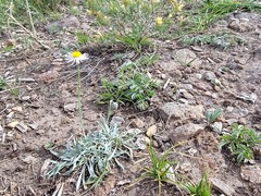 Erigeron abajoensis