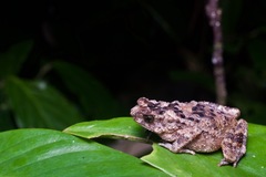 Ingerophrynus divergens