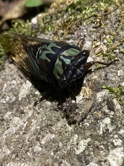 Neotibicen lyricen virescens