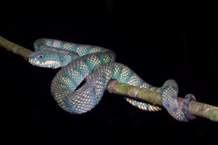 Tropidolaemus subannulatus