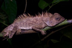 Gonocephalus bornensis