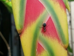 Camponotus rectangularis