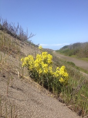 Erysimum menziesii